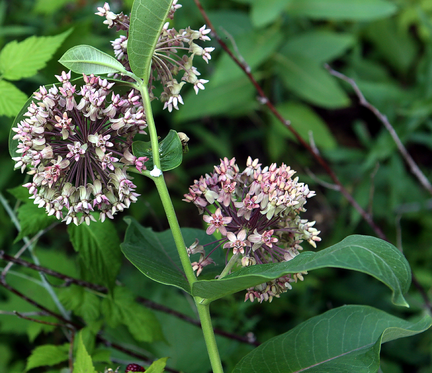 Imagem de referência de Asclepias, descrito nos dados abertos como género de plantas