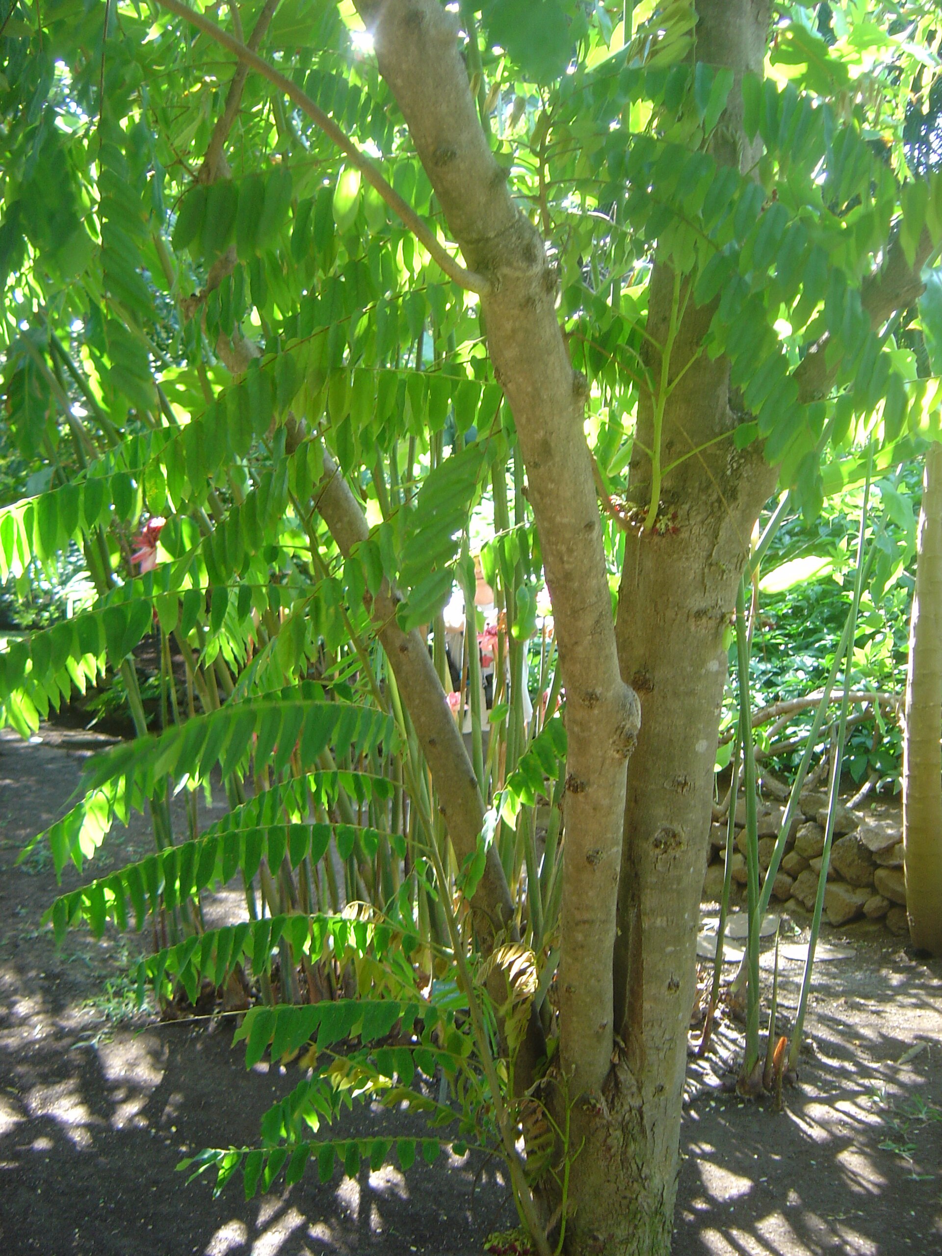 Imagem de referência de Averrhoa, descrito nos dados abertos como género de plantas