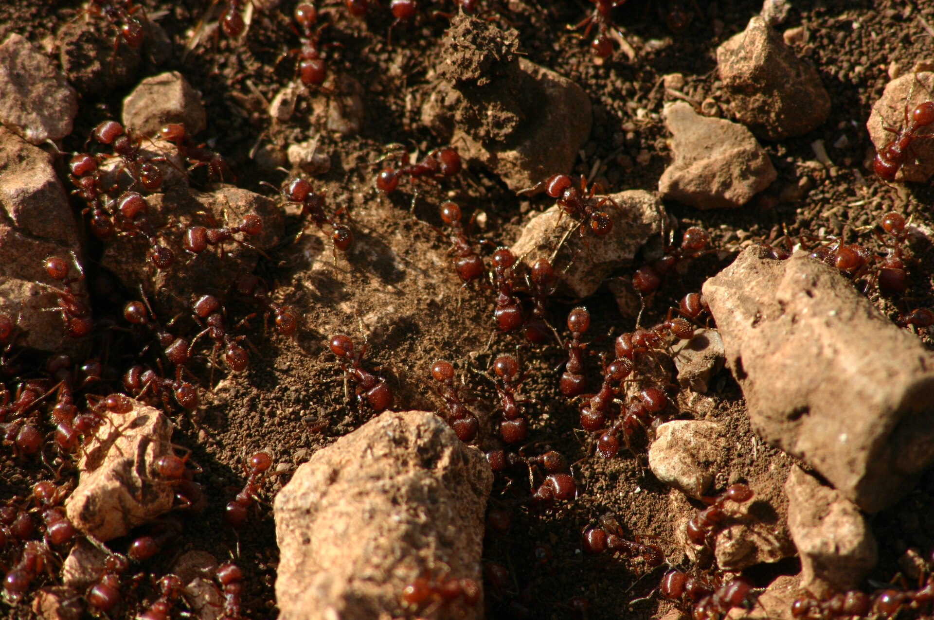 Imagem de referência de Formiga-lava-pés, descrito nos dados abertos como género de insetos