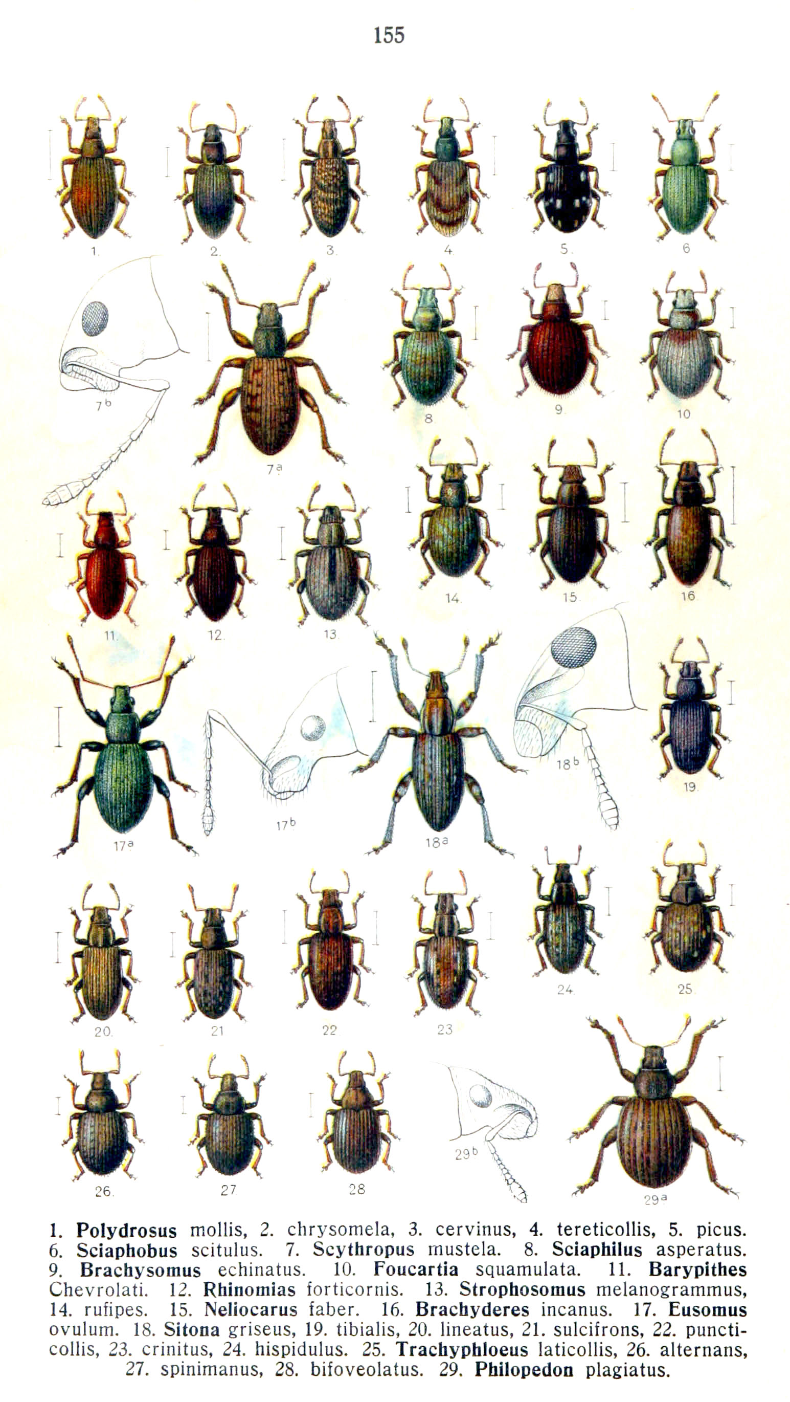 Imagem de referência de Trachyphloeus bifoveolatus, descrito nos dados abertos como espécie de inseto