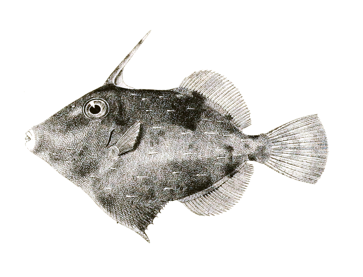 Imagem de referência relacionada a Paramonacanthus, item descrito como género de peixes