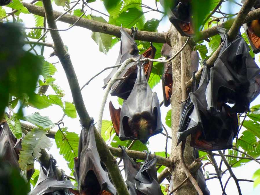 Rare giant bat turns up in Apayao forest monitoring
