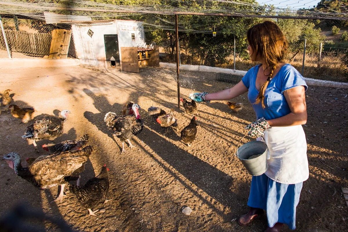 Foto colorida de mulher alimentando aves em uma espécie de granja - Metrópoles.