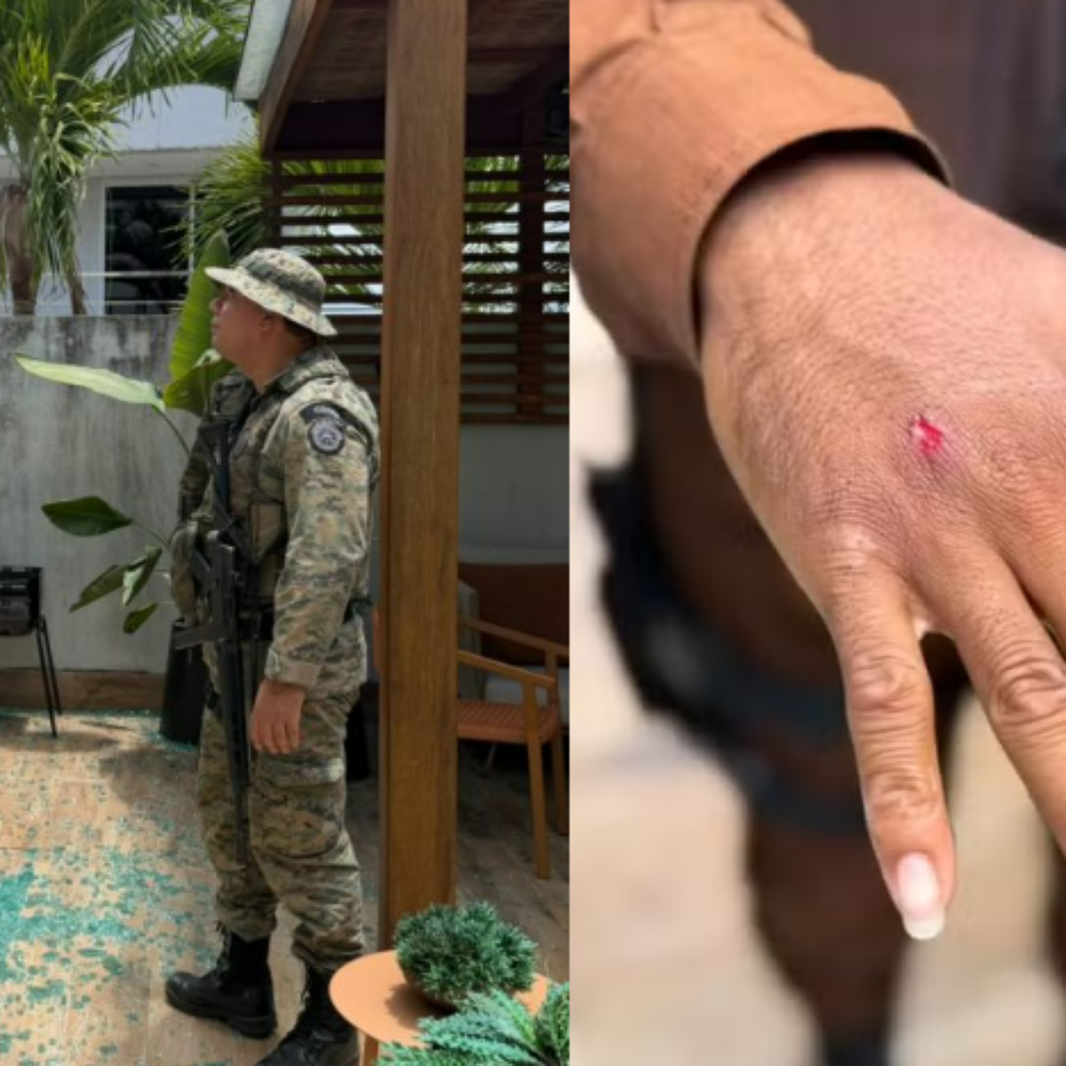 Macaco-prego invade casas na Bahia, ingere álcool e deixa feridos antes de ser capturado pela Polícia