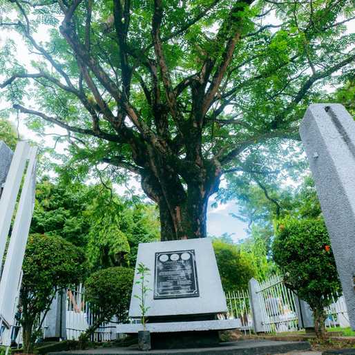 The tree Quezon planted, and Bacolod nearly forgot