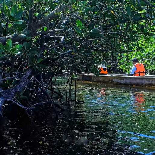 Danggit, mangroves tell story of coastal recovery in Prieto Diaz, Sorsogon
