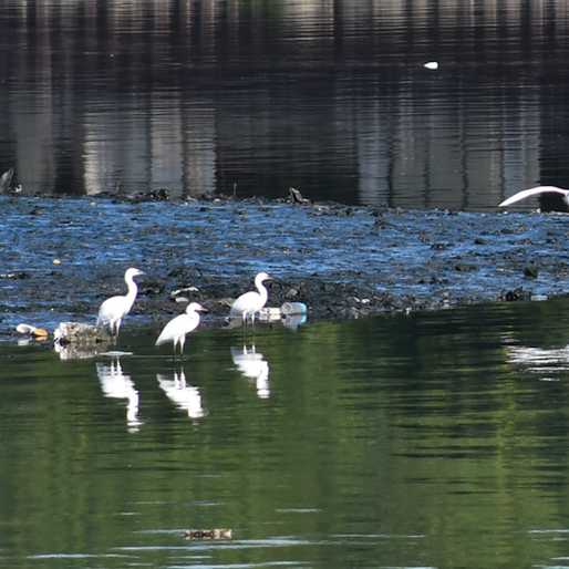 Are we really moving a protected wetland to prevent bird strikes?
