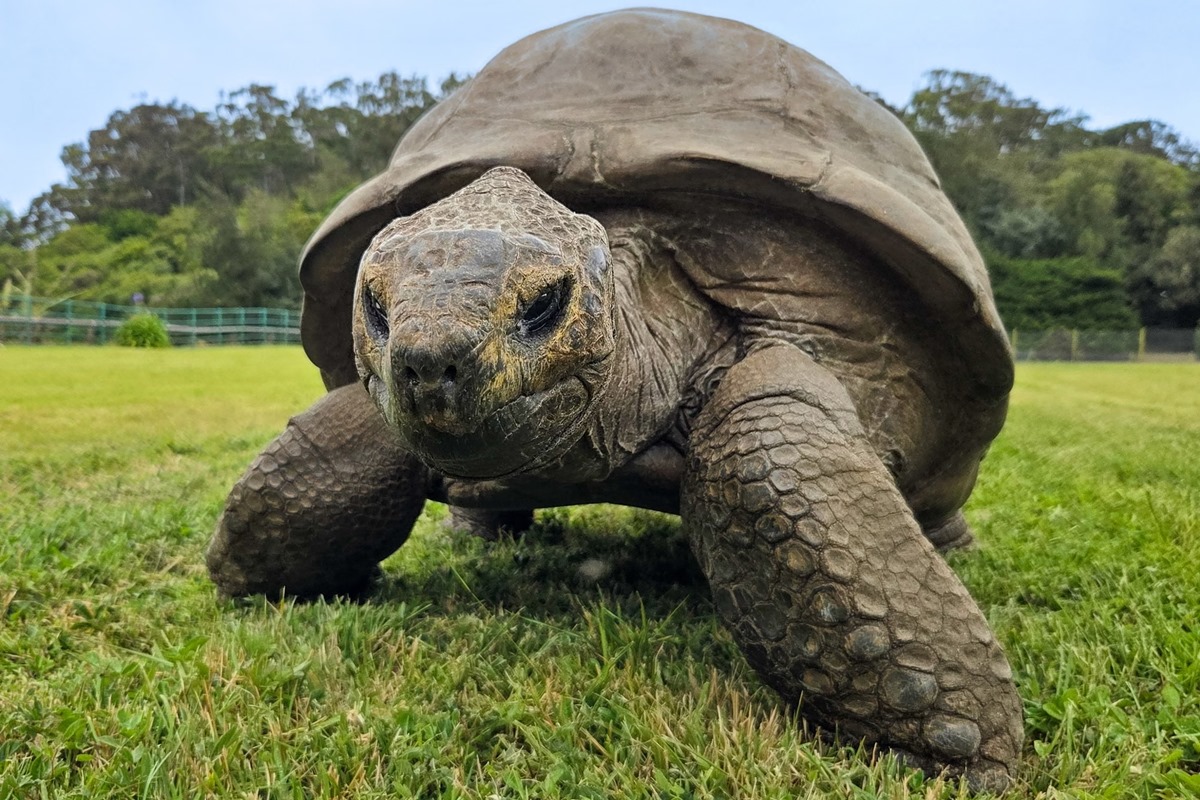 Tartarugas-gigantes superam população de humanos em Seicheles; são 183 mil