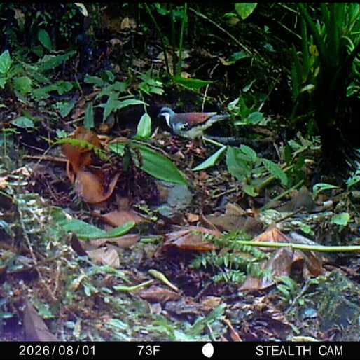 When the lost Mindoro bleeding-heart was finally photographed