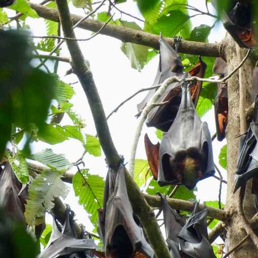 Rare giant bat turns up in Apayao forest monitoring