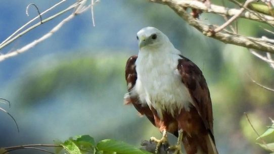 Onde se reúnem os patos filipinos, as riquezas selvagens de Apayao vêm à tona