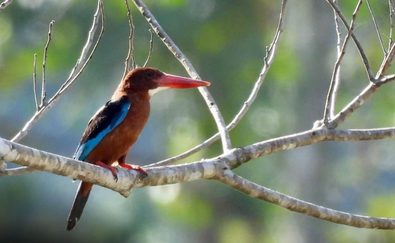 Onde se reúnem os patos filipinos, as riquezas selvagens de Apayao vêm à tona