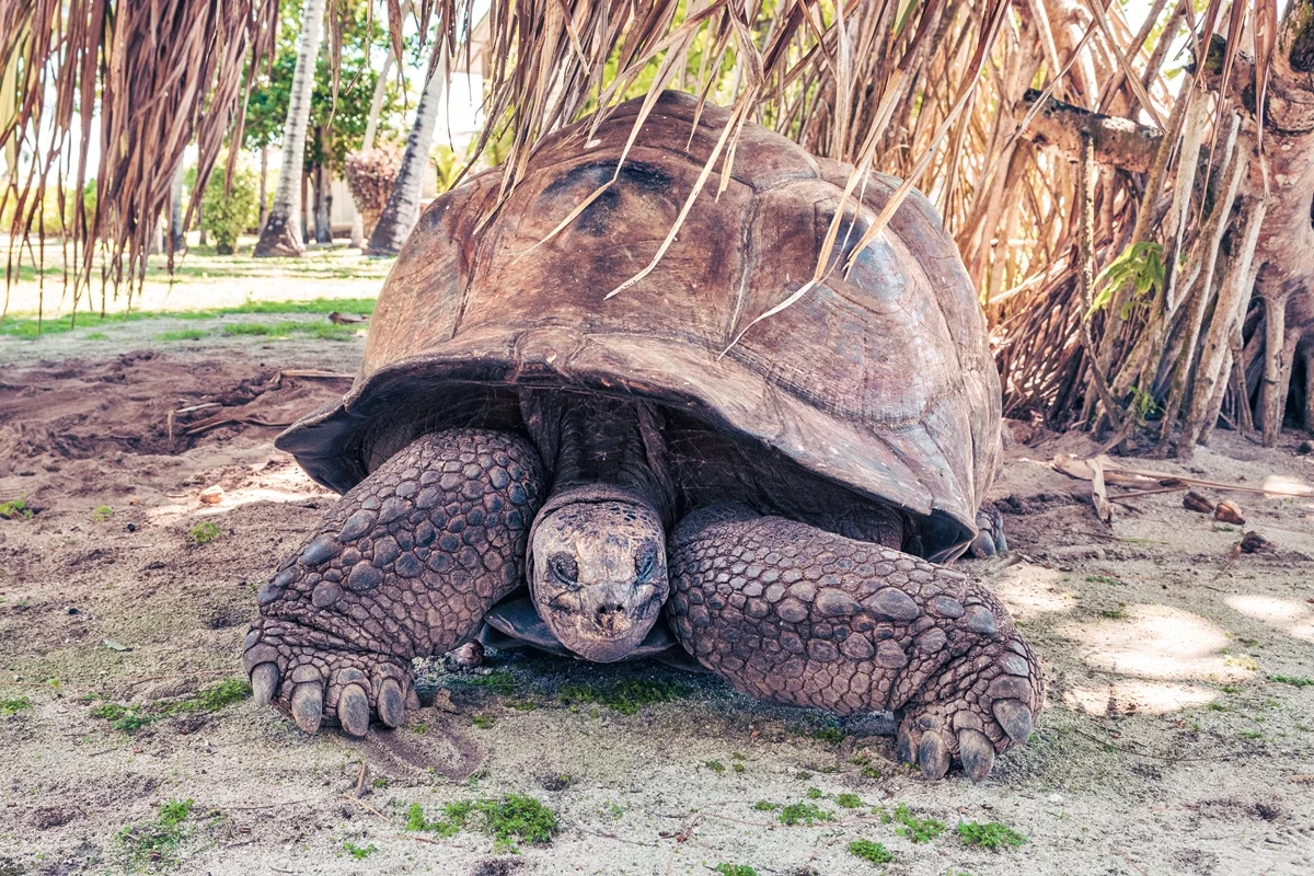 Tartarugas-gigantes superam população de humanos em Seicheles; são 183 mil