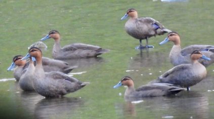 Onde se reúnem os patos filipinos, as riquezas selvagens de Apayao vêm à tona