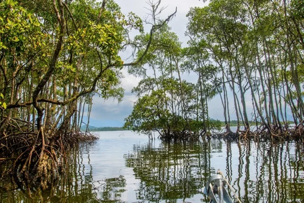 Carbono azul: manguezais podem armazenar substância no solo por milênios